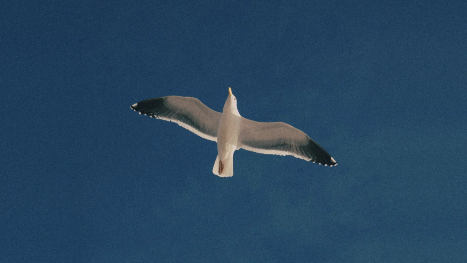 A gull overhead, wings spread against a deep blue sky.